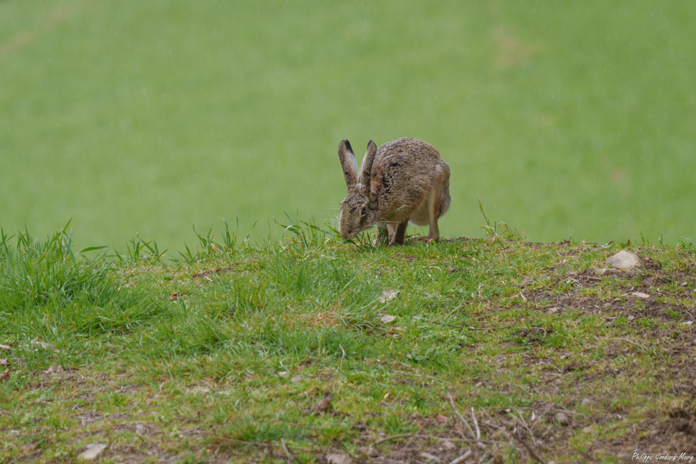 2026_03_28_004_Lievre.jpg