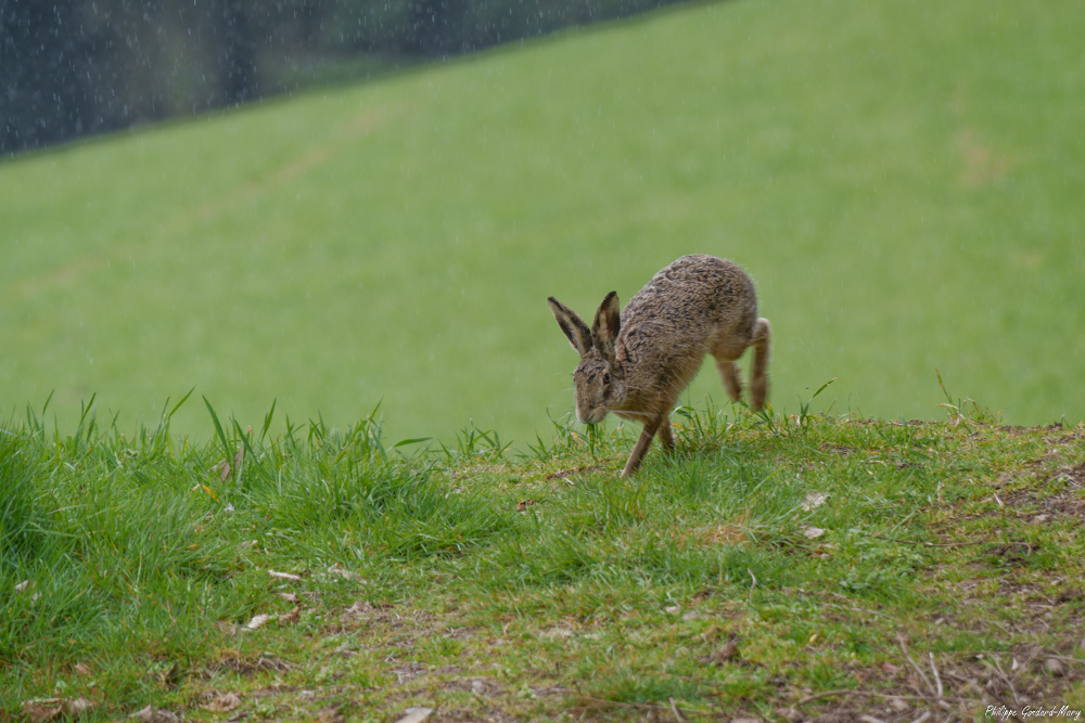 2026_03_28_005_Lievre.jpg