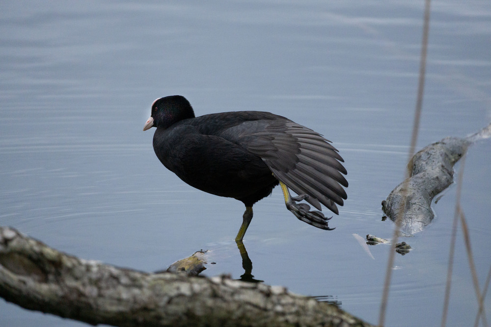 2026 jan Cambrin.jpg