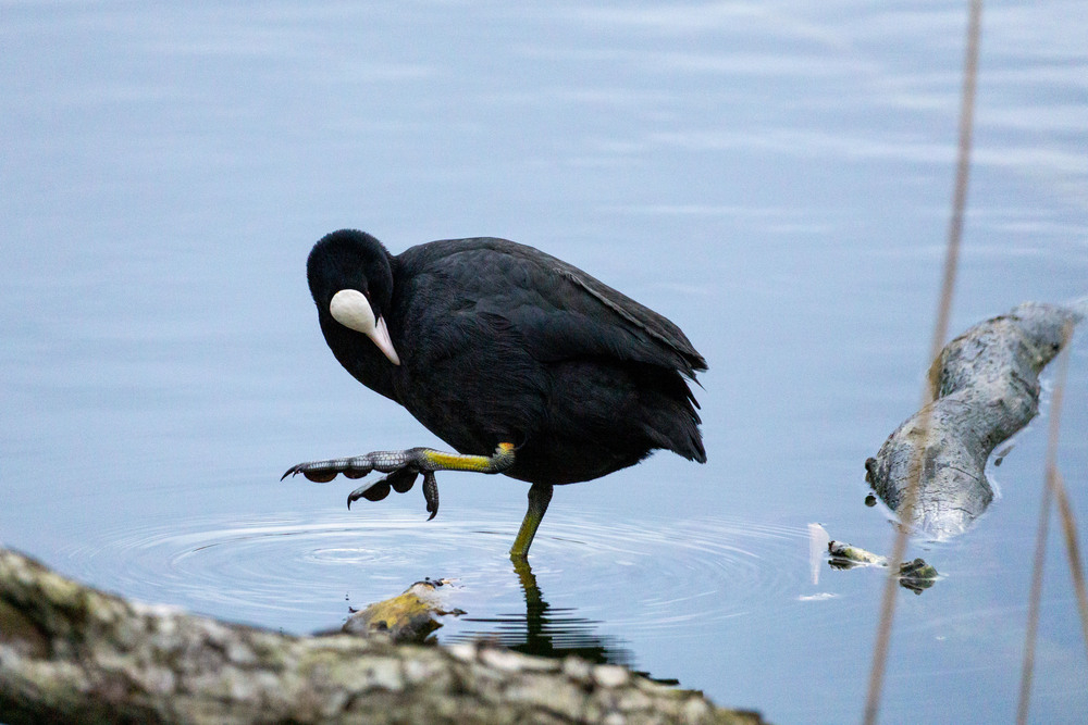 2026 jan Cambrin 1.jpg