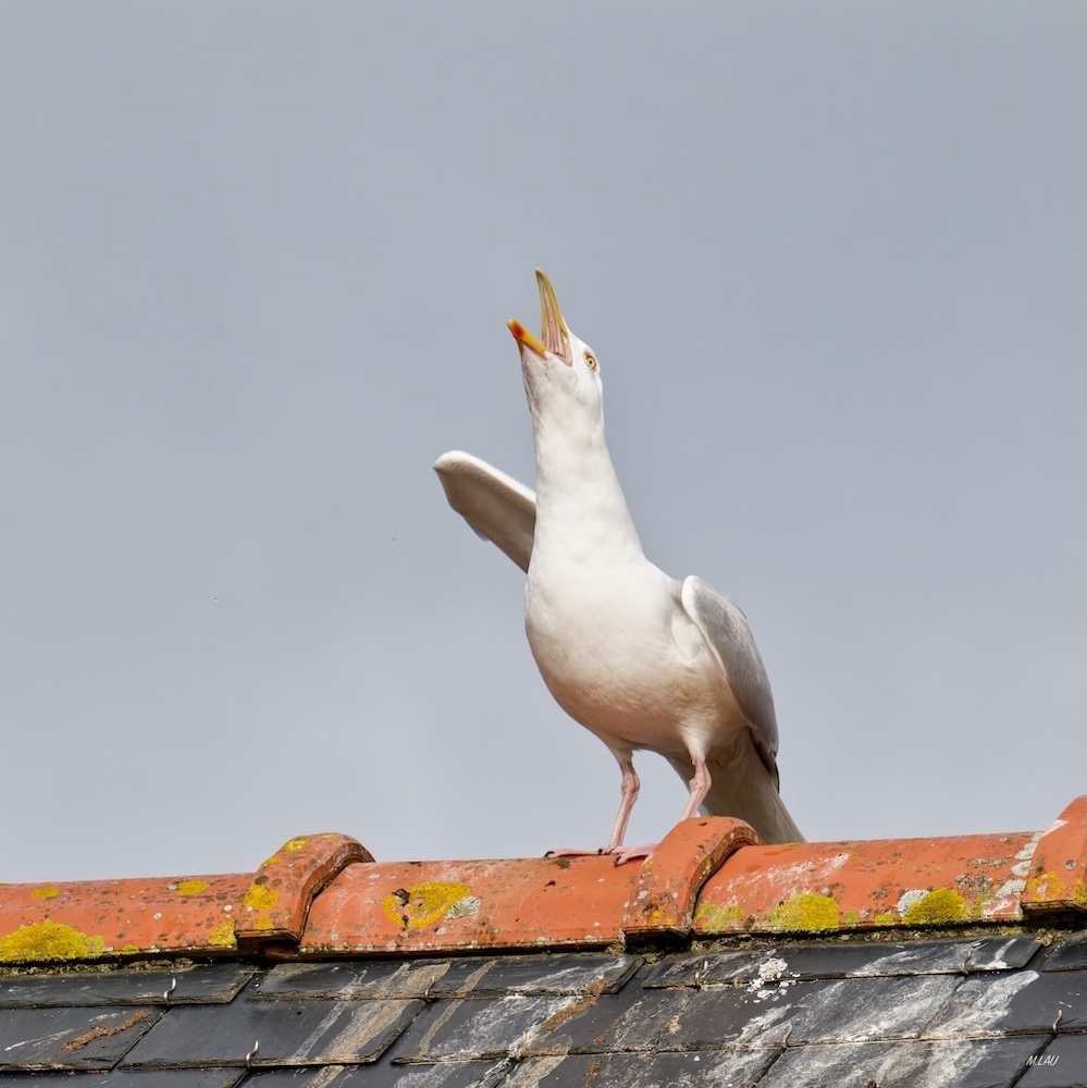 8517A27B-B4CE-4A9C-AC48-0E2D1A0F87DE - copie.jpeg