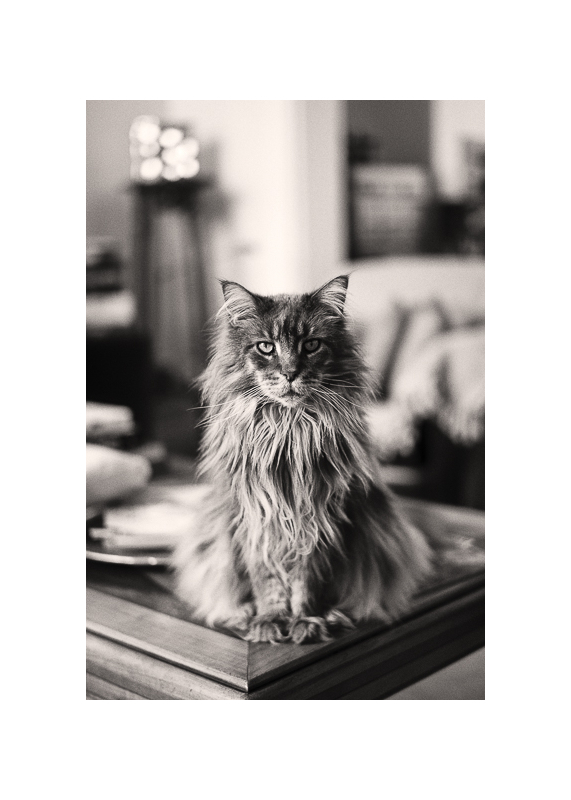 Achille le 08 mai 2013 C.jpg