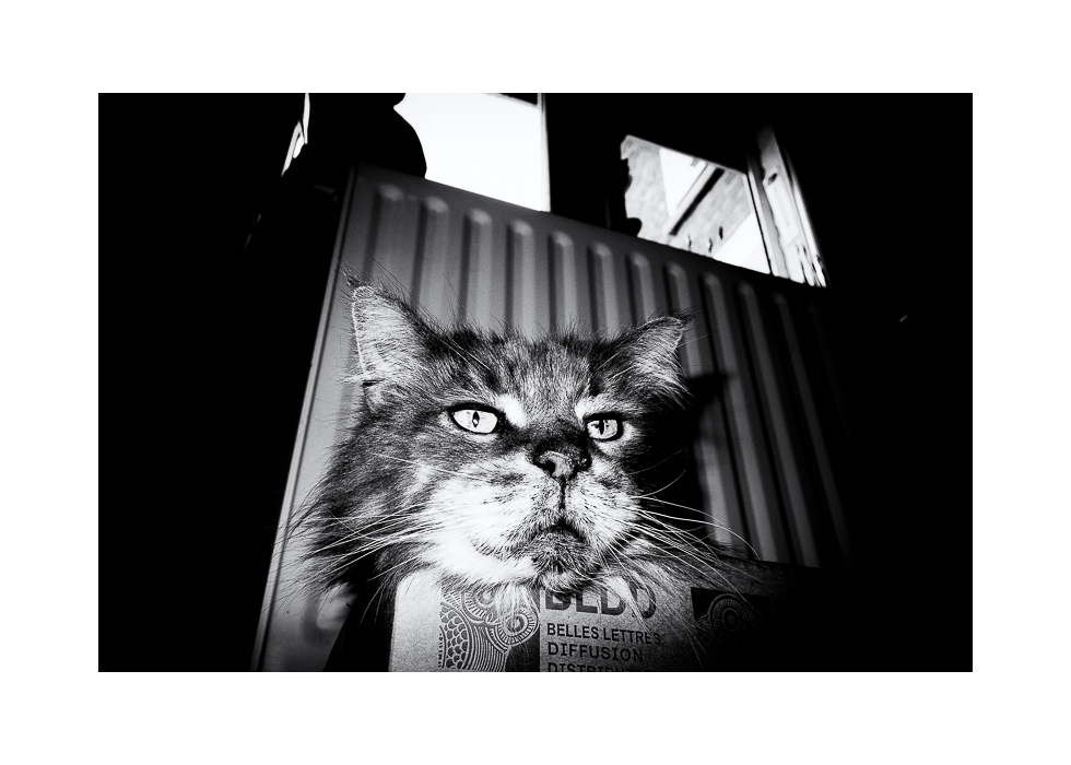 Achille le 15 septembre 2019 C.jpg