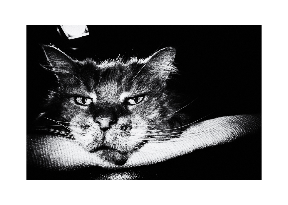 Achille le 17 janvier 2021-2 C.jpg