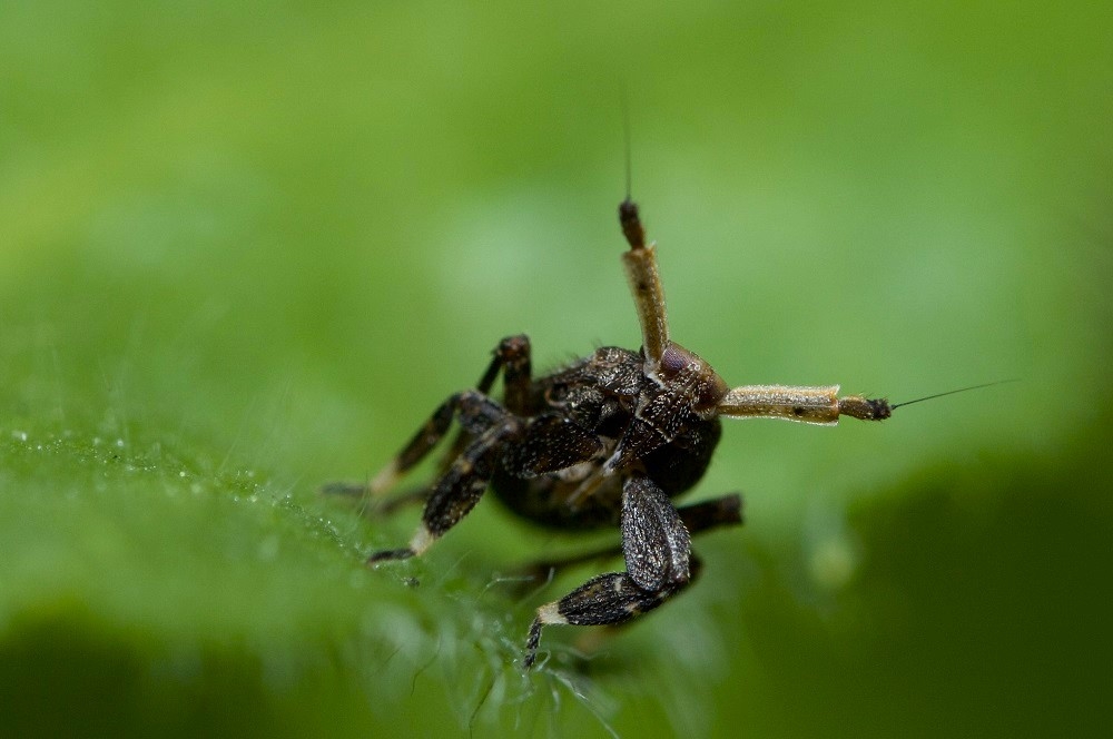 Asiraca clavicornis (1).jpg