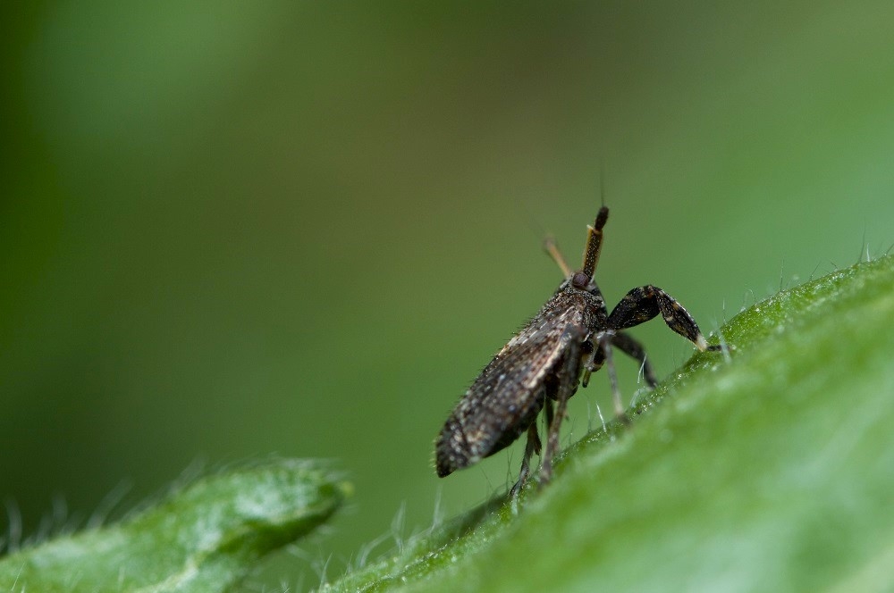 Asiraca clavicornis (2).jpg