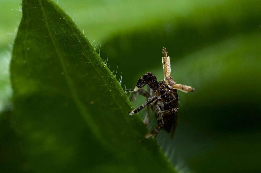 Asiraca clavicornis (3).jpg