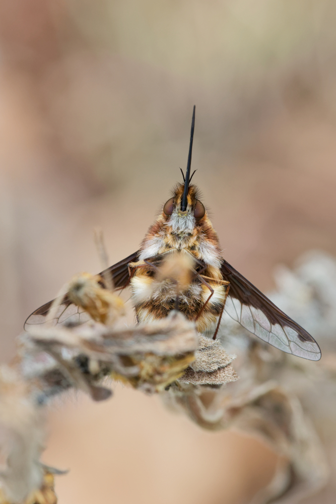 Bombyle-260301.jpg