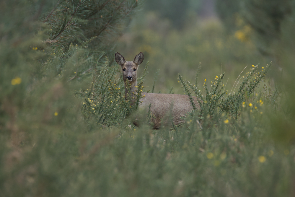 Chevrette 130326.jpg