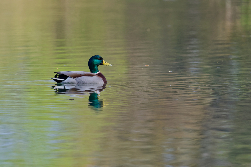 Colvert-260301.jpg
