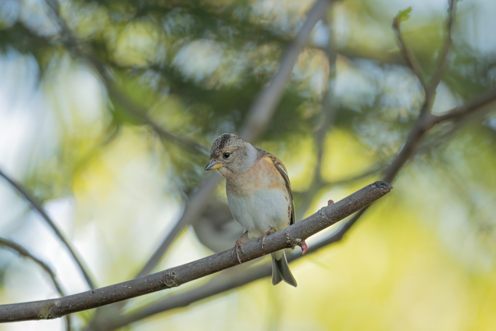 DSC00116-Modifier Forum.jpg