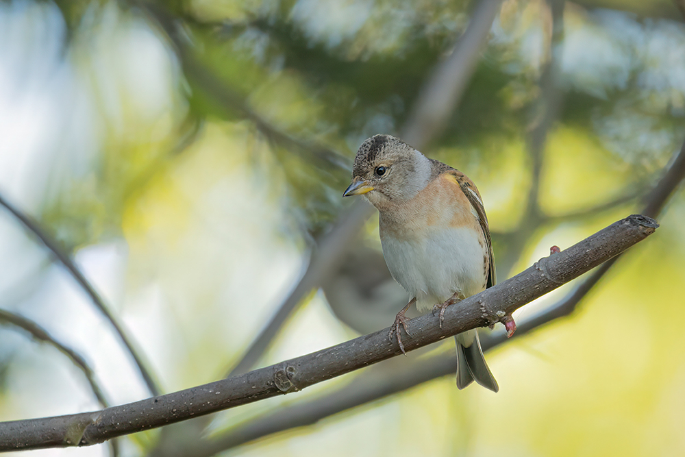 DSC00116-Modifier Forum 2.jpg