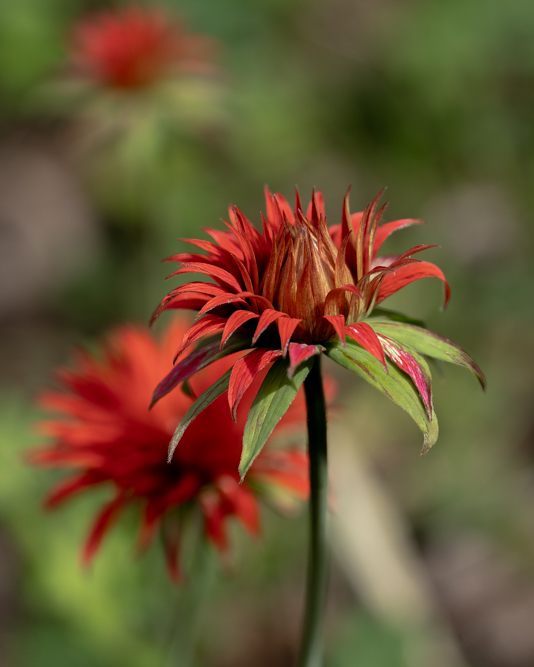 DSC08386-Modifier Forum.jpg