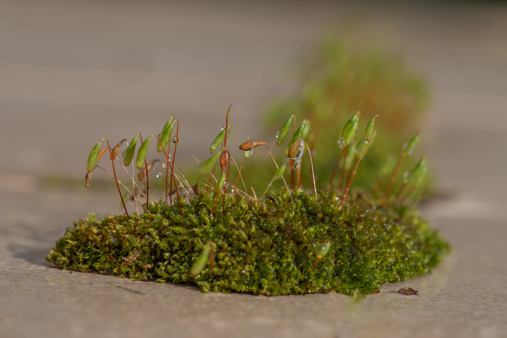 DSC08541-Modifier Forum.jpg