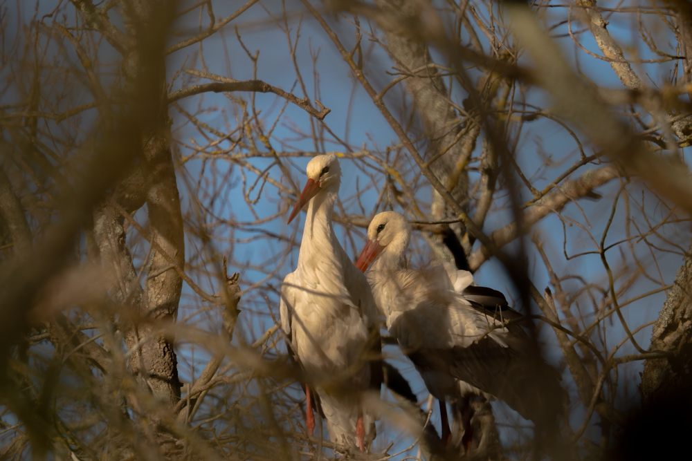 DSC09270-Modifier Forum.jpg