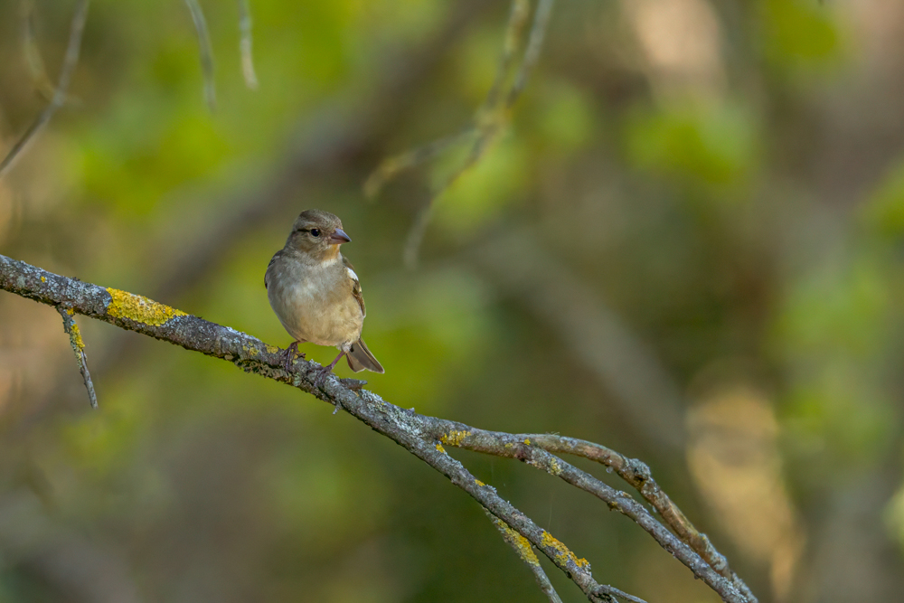 DSC09647-Modifier Forum.jpg