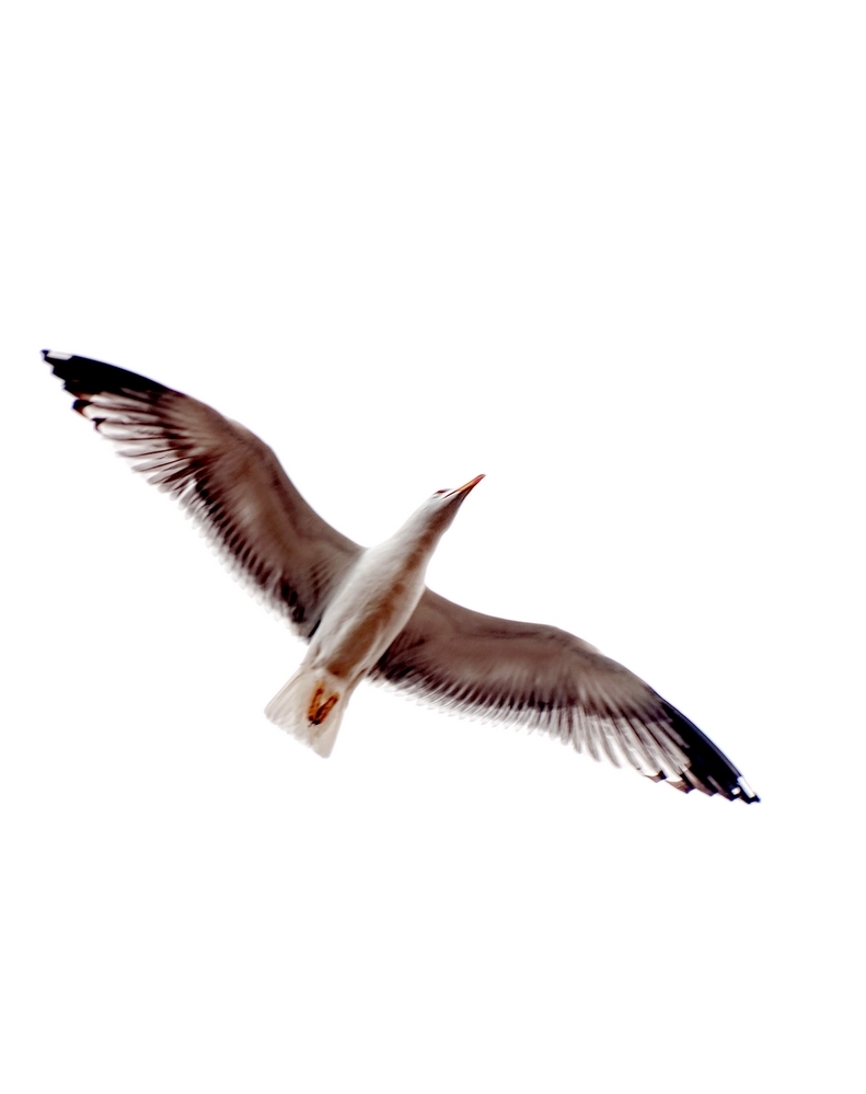 DSC_1715_DxO - Copie.jpg