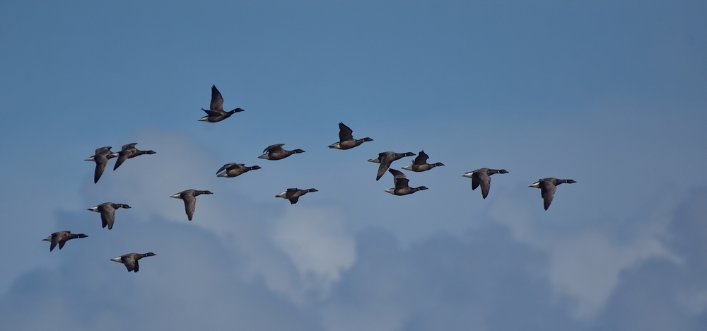 DSC_2771_28707d 1000 .jpg