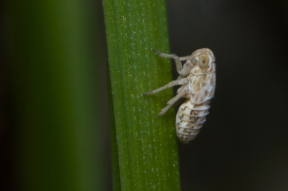 Hyledelphax elegantulus.jpg