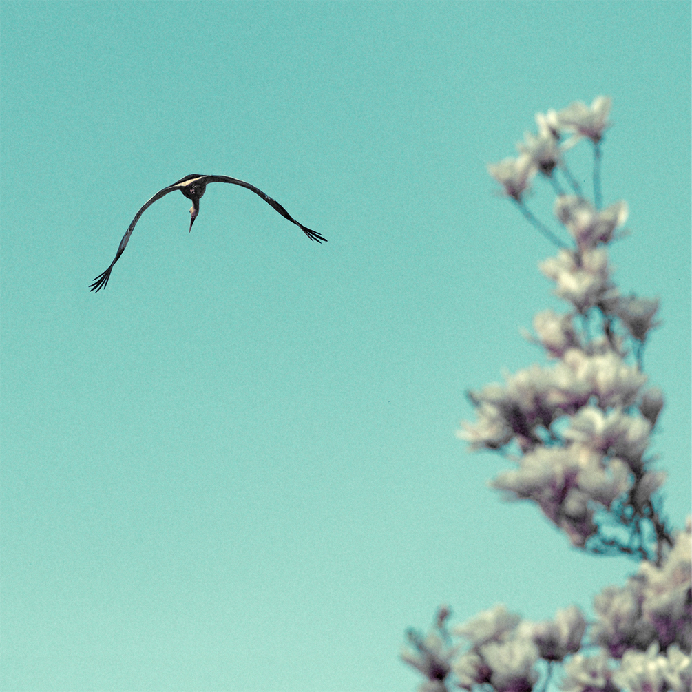 Le temps de rêver est bien court2.jpg