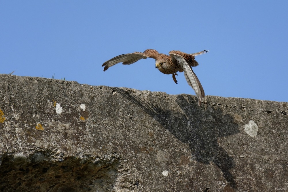Madame crécerelle 1000 .jpg
