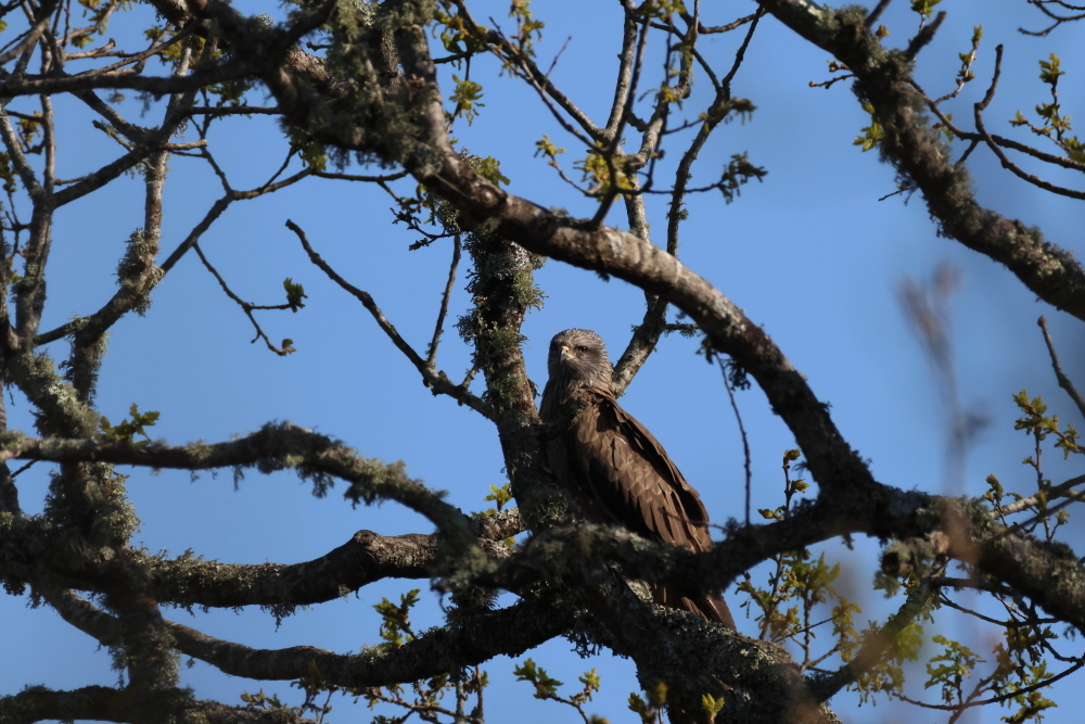 Milan  le 200326.JPG