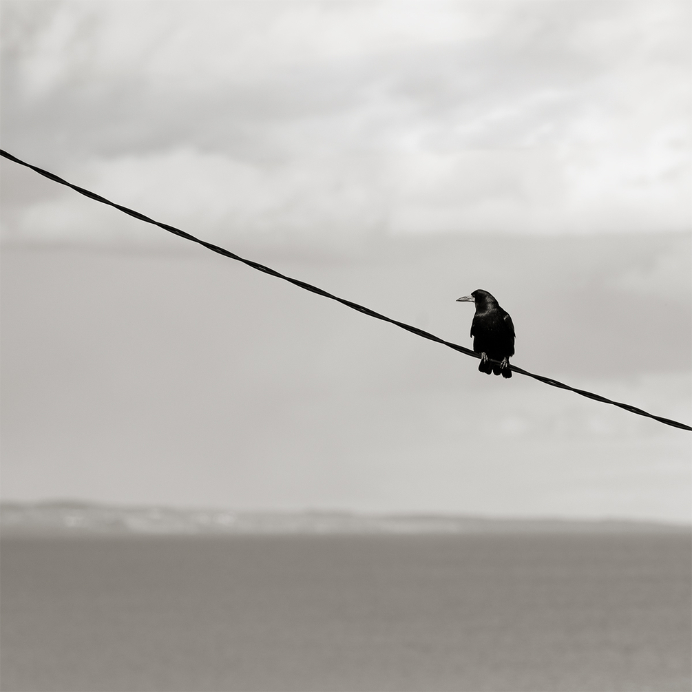 Nevermore 2.jpg