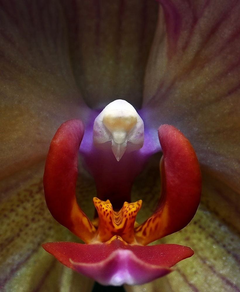Orchidée 1000 .jpg