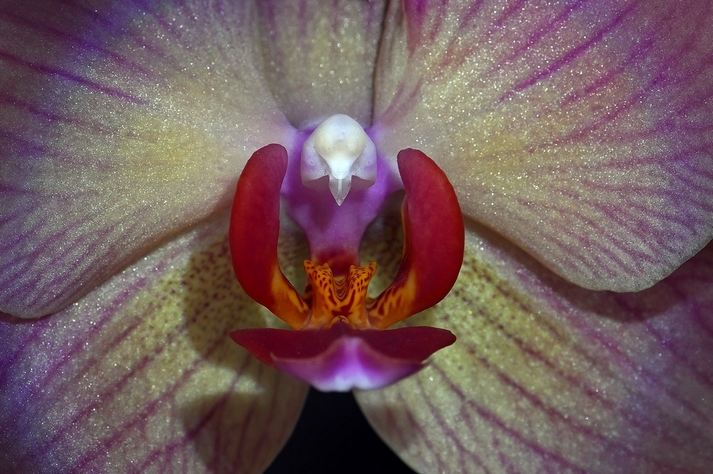 Orchidée 1 1000 .jpg