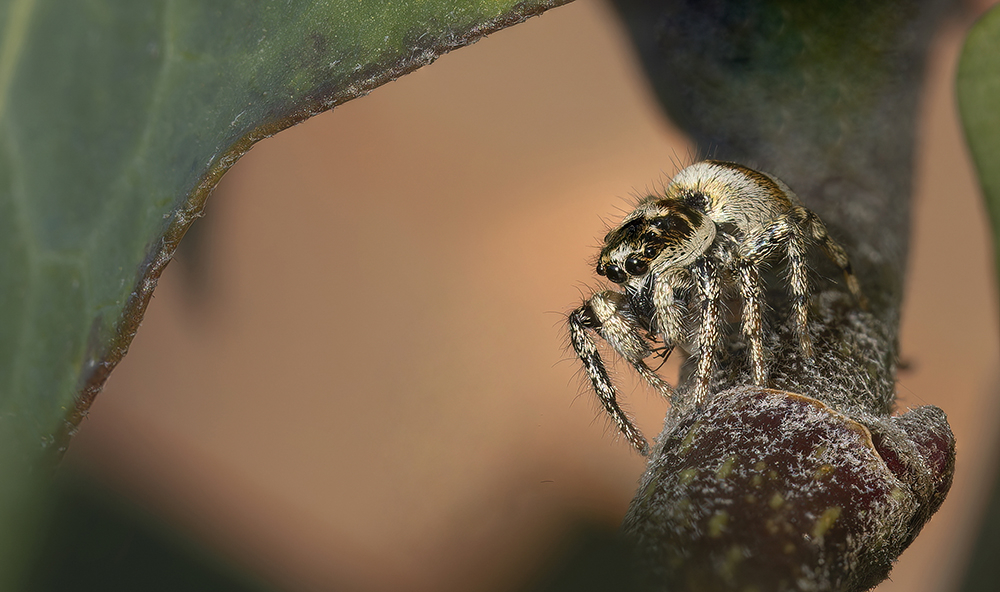 P2261663-72 copy_777m-S_1000.jpg