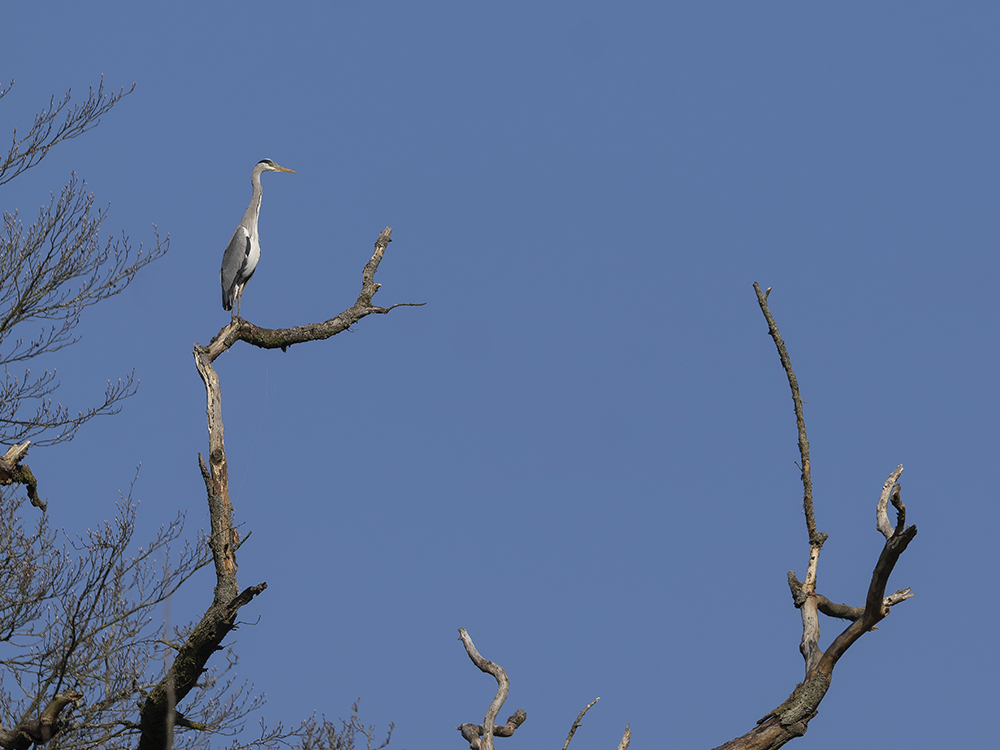 P3223136-D copy_1_1000.jpg