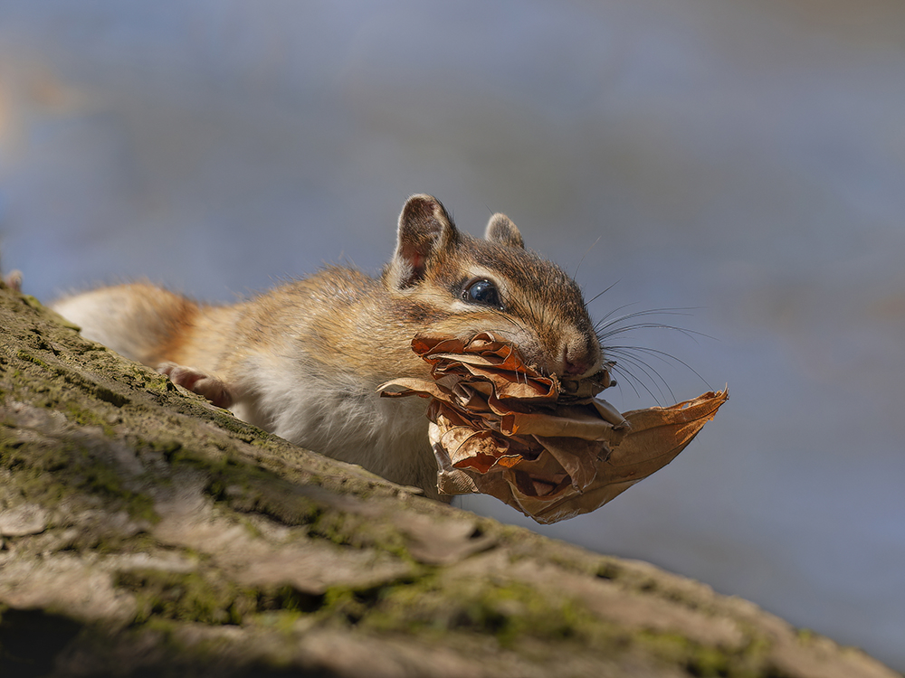 P3243593-D copy_7-S_1000.jpg