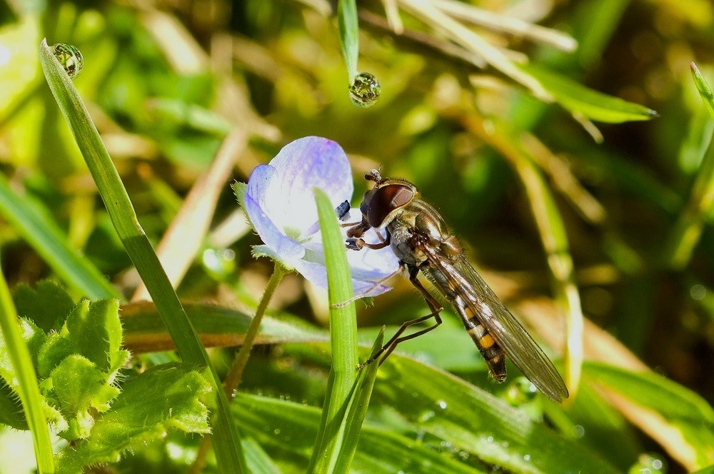 Syrphe Ceinturé.jpg