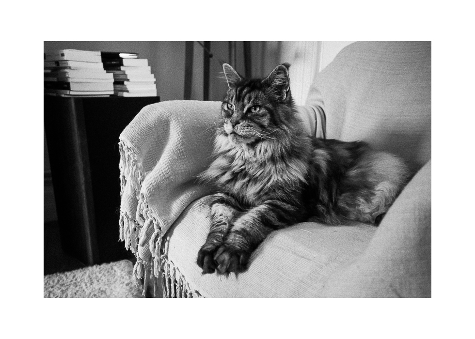 Titus le 08 juillet 2018 C.jpg