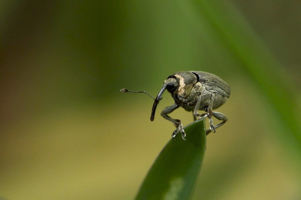 ceutorhynchus pallidactylus.jpg