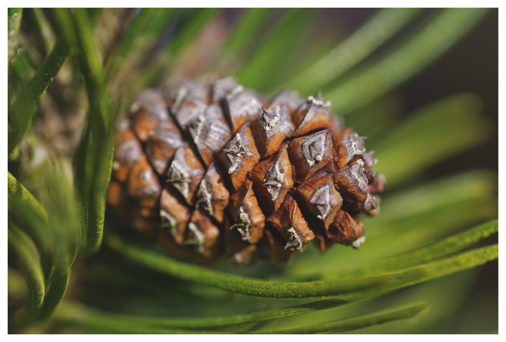 large.150326fleurs(19).jpg.011cf40a92866