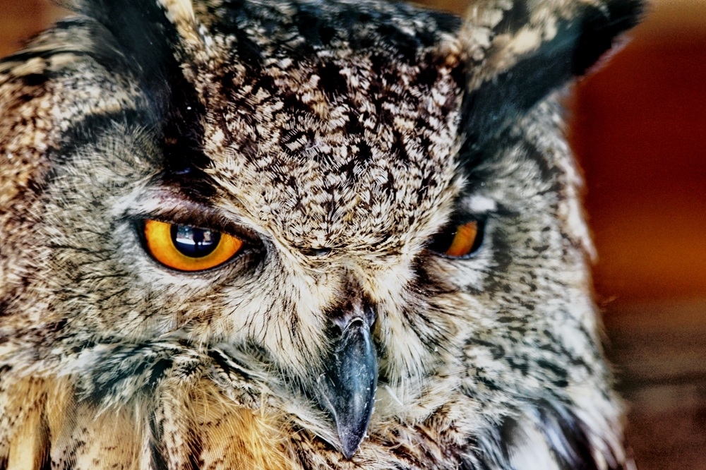 Gros plan Hibou.jpg