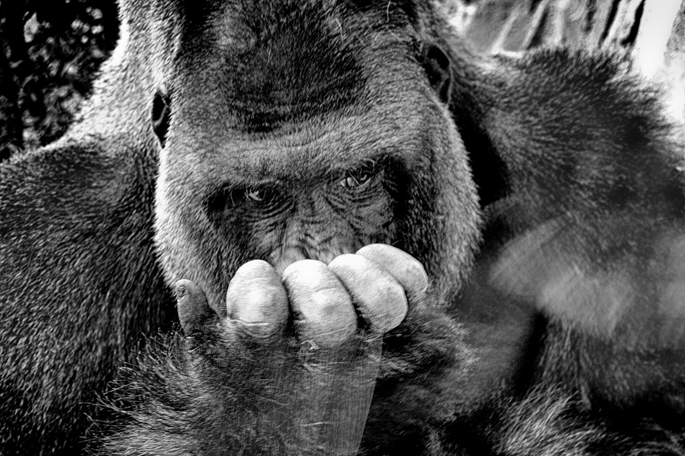 Gros plan gorille 2.jpg