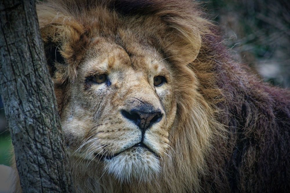 Gros plan lion.jpg