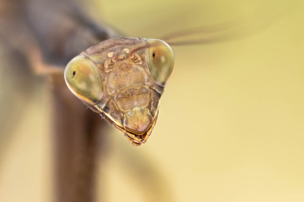 mante religieuse 2.jpg
