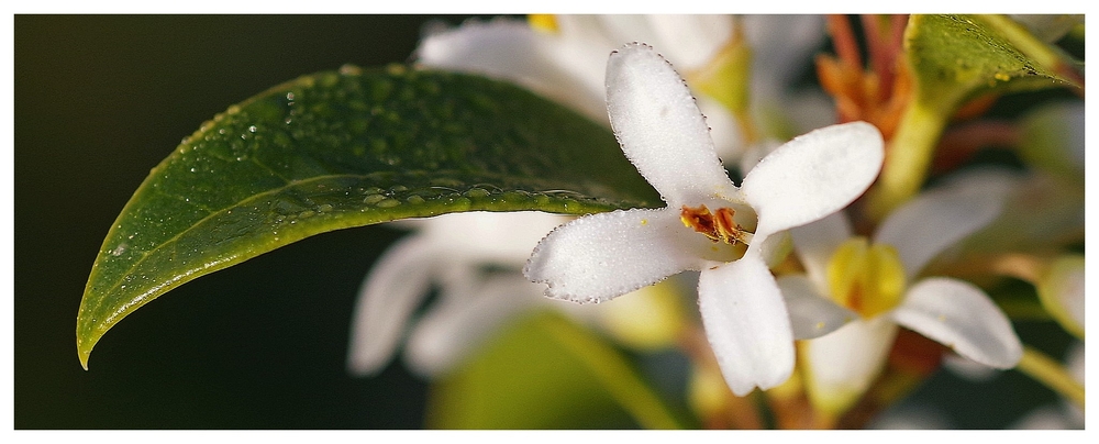 080226 fleurs (7).jpg