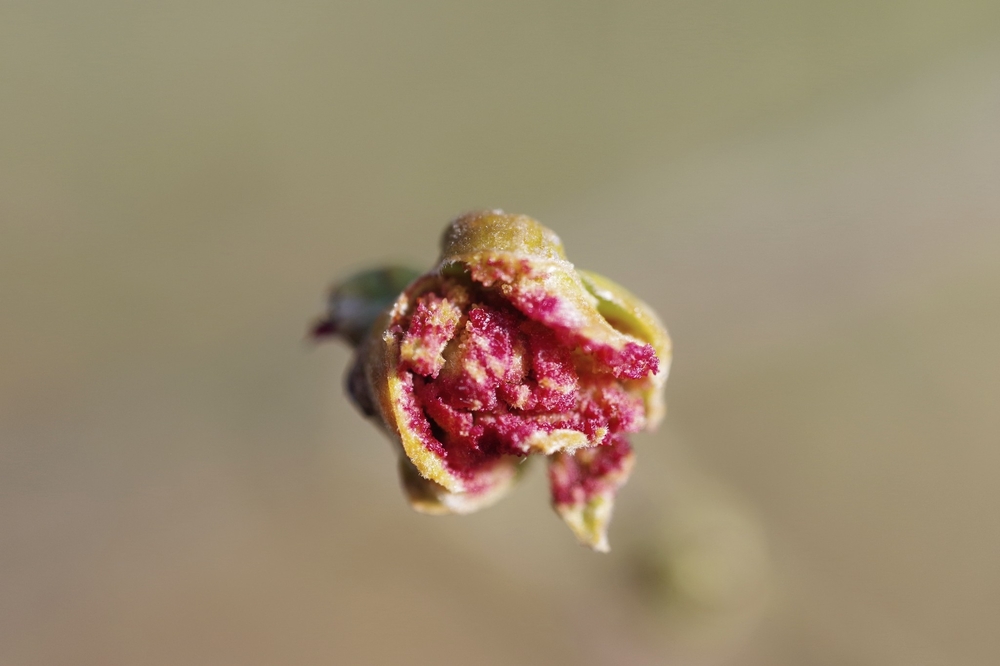 15 03 26 fleurs (15).jpg