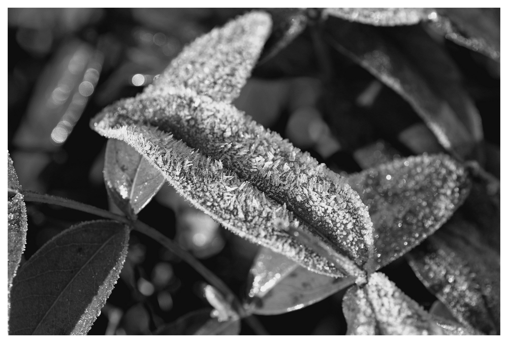 15 03 26 fleurs (3).jpg