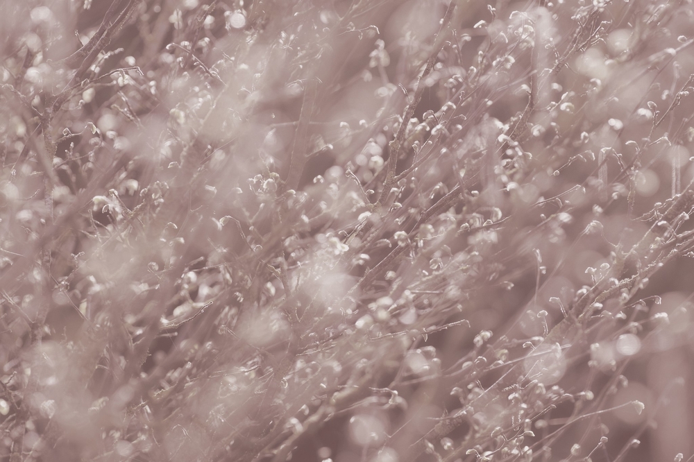 17 03 26 fleurs (1).jpg