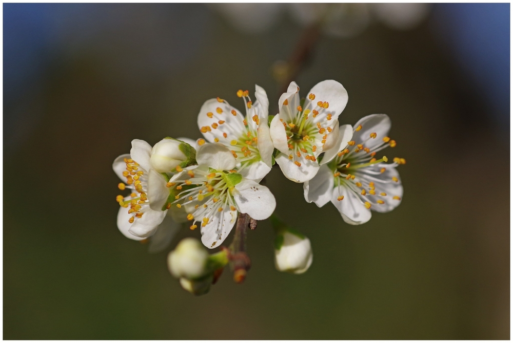 17 03 26 fleurs (5).jpg