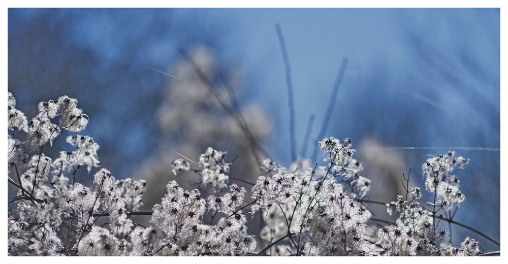 24 02 26  (1)clématite haie.jpg