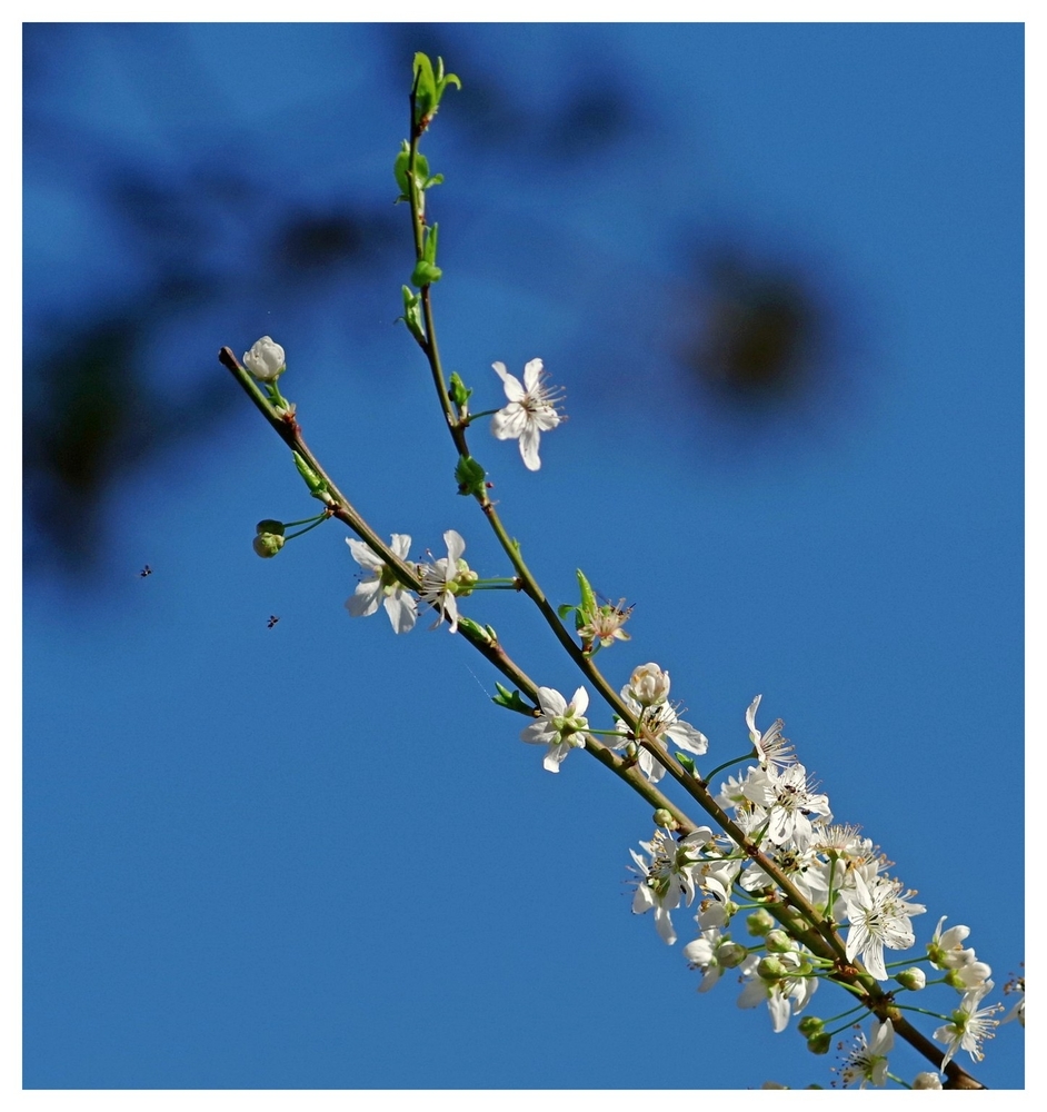 24 02 26 printemps.jpg