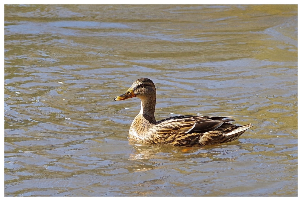 25 02 26  (29)canard.jpg