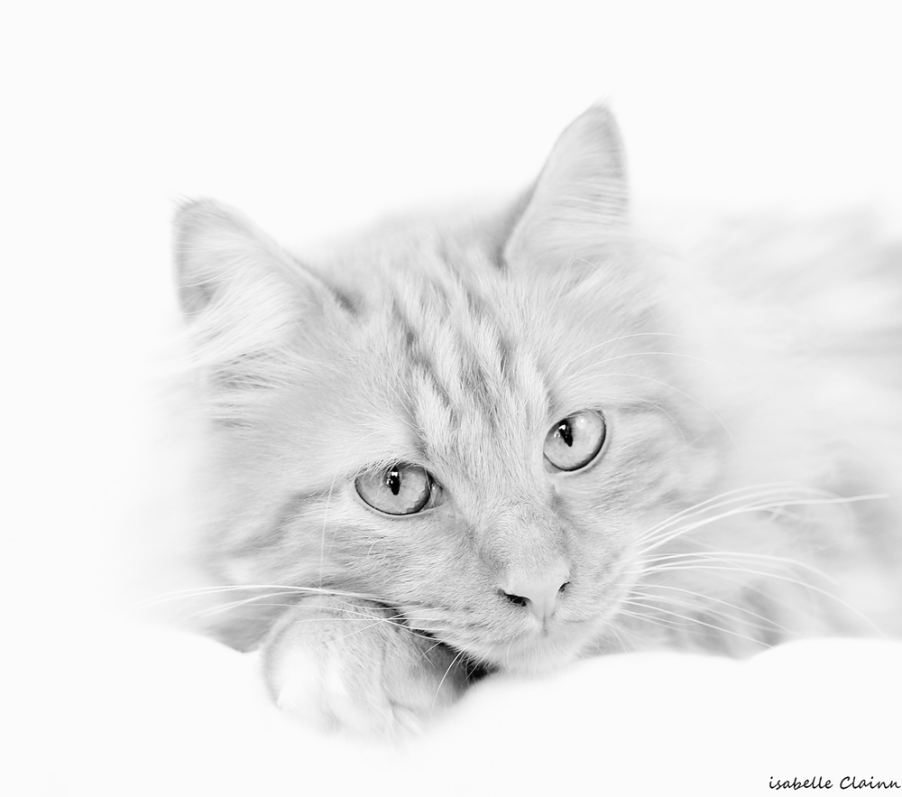 smoothie NB high.jpg