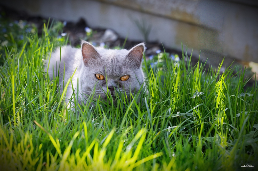 yoshi jardin 1 fp.jpg